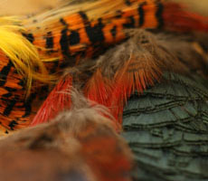 Golden Pheasant