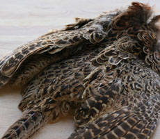 Hen Pheasant