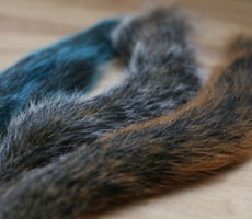 Squirrel Tail