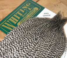 Whiting Grizzly