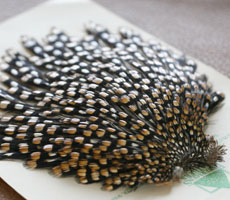 Jungle Cock