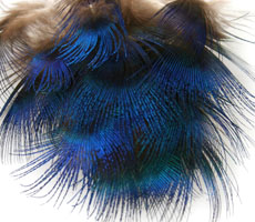 Peacock Blue Neck