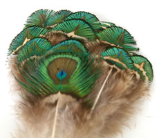 Peacock Feather